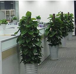 青海办公室绿植租赁，你需要考虑哪些方面